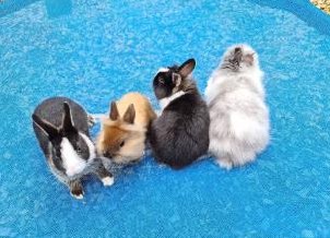 Löwenköpfli und Farbenzwerge ab 8 Wochen