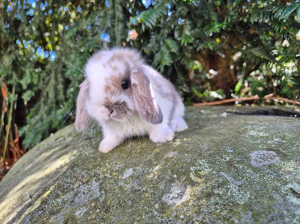 Junge, hübsche Minilop/Zwergwidder