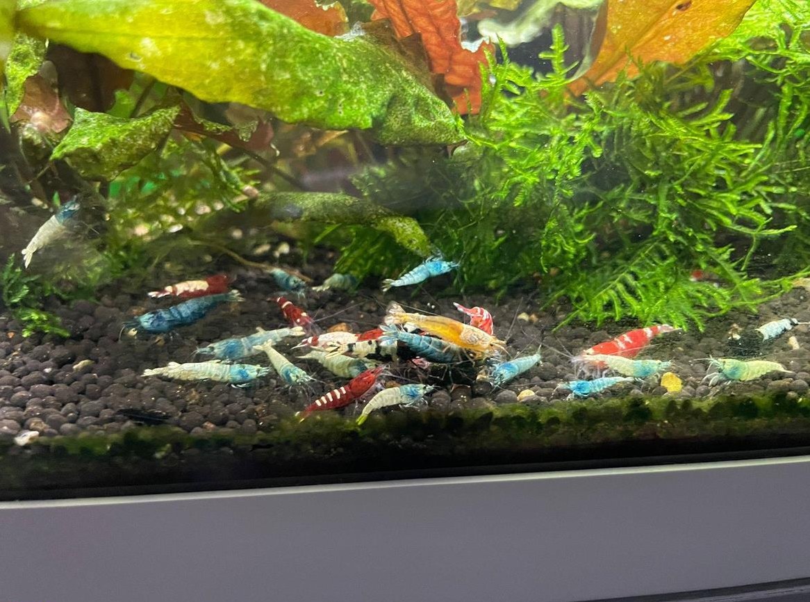 Junge Zwerggarnelen abzugeben