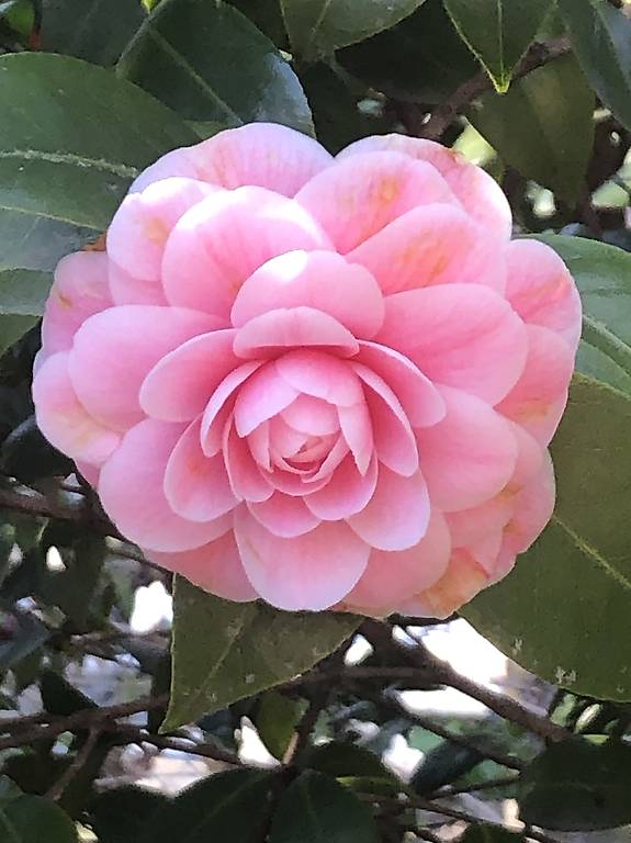 Happy Freelancer Hair Stylist/in gesucht? Start ab sofort