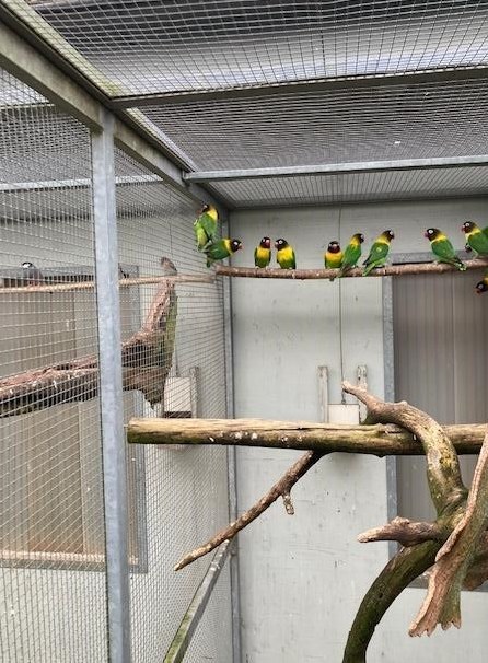 Schwarzköpfchen - Agapornis personatus