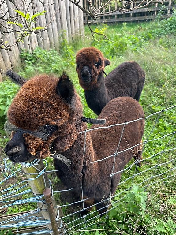 Alpaka Stute zu verkaufen