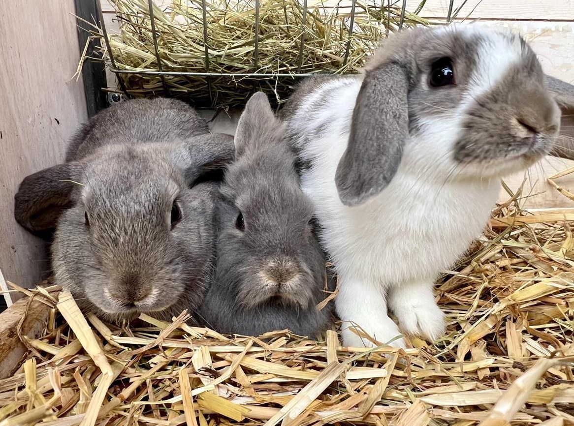 3 Zwergkaninchen / Löwenkopf mit allem Zubehör